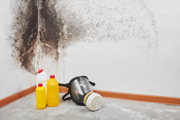 Best Mold Damage Repair  in Strafford, MO