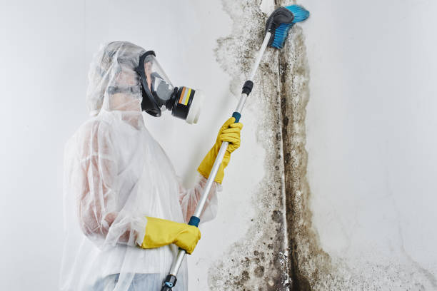 Office Mold Removal Services in Strafford, MO