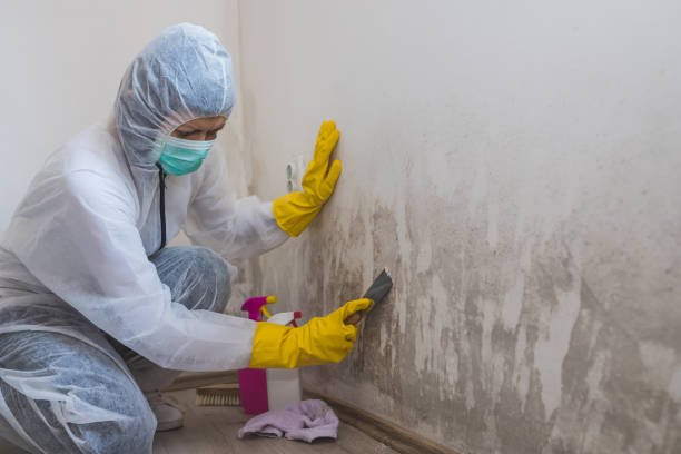 Best Mold Damage Repair  in Strafford, MO