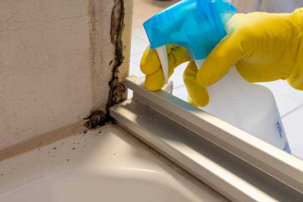 Best Black Mold Removal  in Strafford, MO