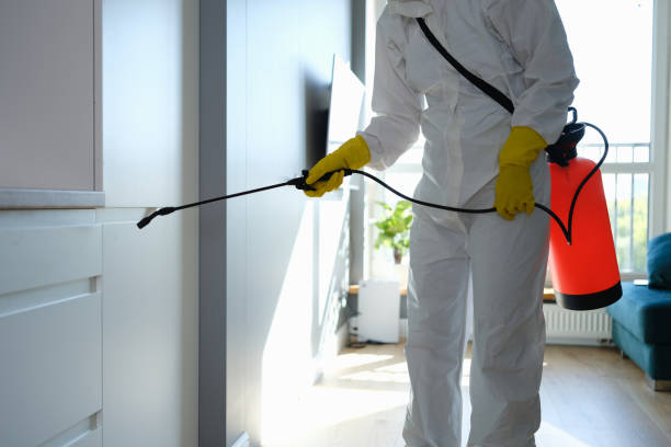 Best Home Mold Removal  in Strafford, MO