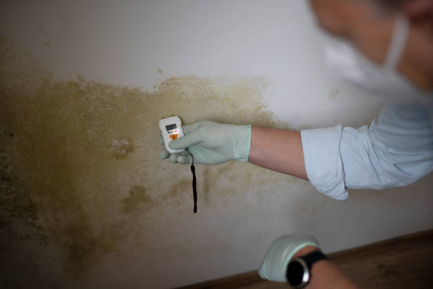 Best Mold Testing  in Strafford, MO