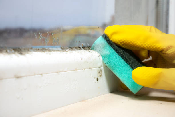Best Mold Remediation Experts  in Strafford, MO