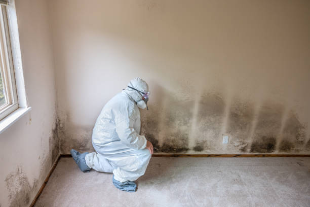 Best Local Mold Removal Service  in Strafford, MO