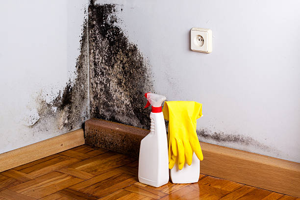 Mold Removal Process in Strafford, MO