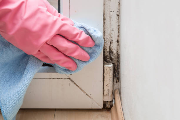 Best Office Mold Removal Services  in Strafford, MO