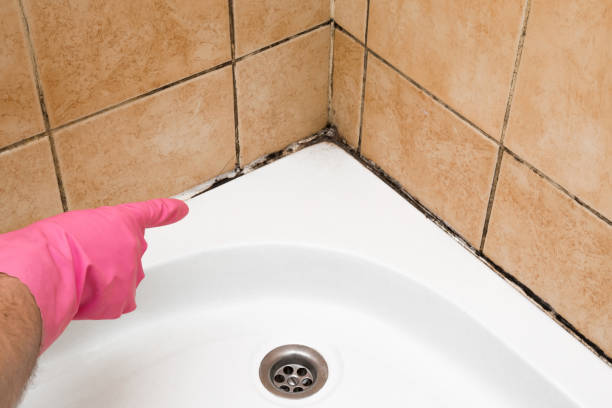 Best Same-Day Mold Removal  in Strafford, MO